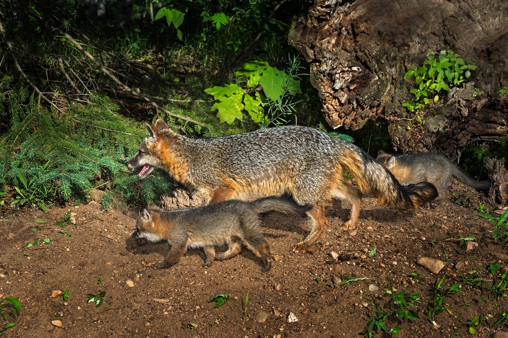 Gray fox with its pups walking out the cave