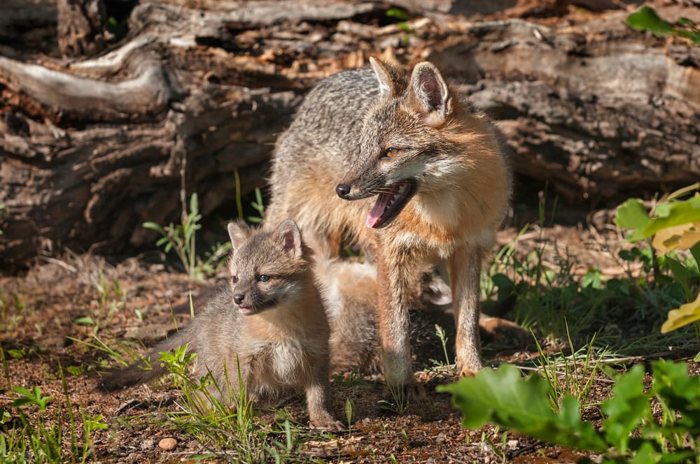 Gray fox with its pup standing in the heat
