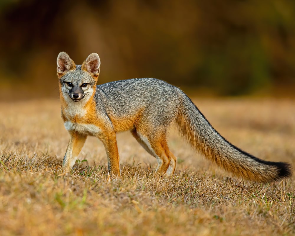 Gray fox standing in the middle of the fields