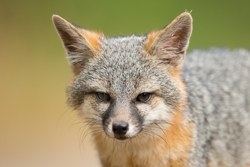 Gray fox looking at the camera