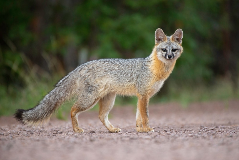 Gray fox walking on stones