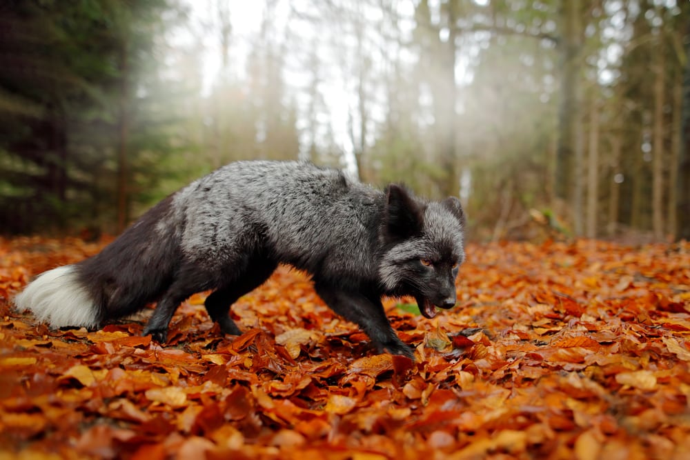 Silver fox searching on fallen leaves