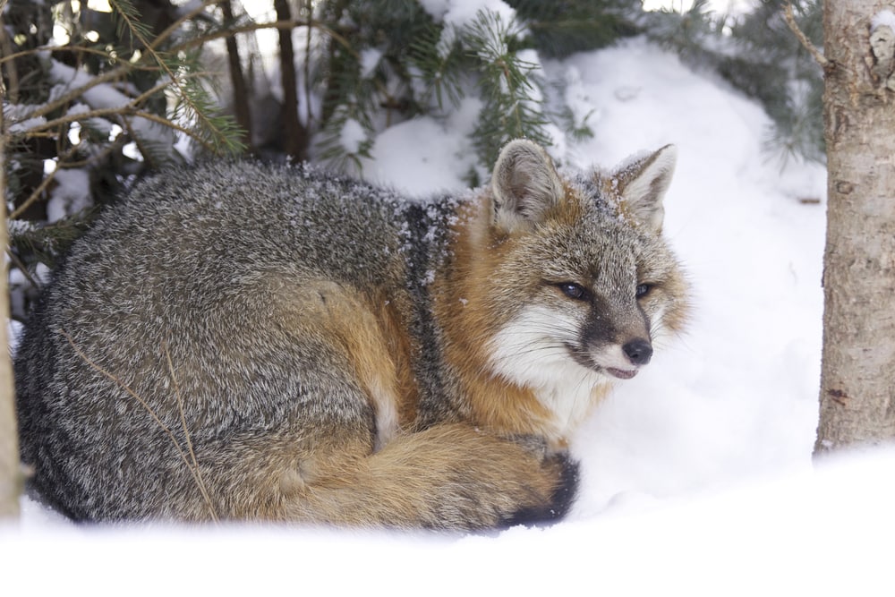 Gray fox laying on a snow
