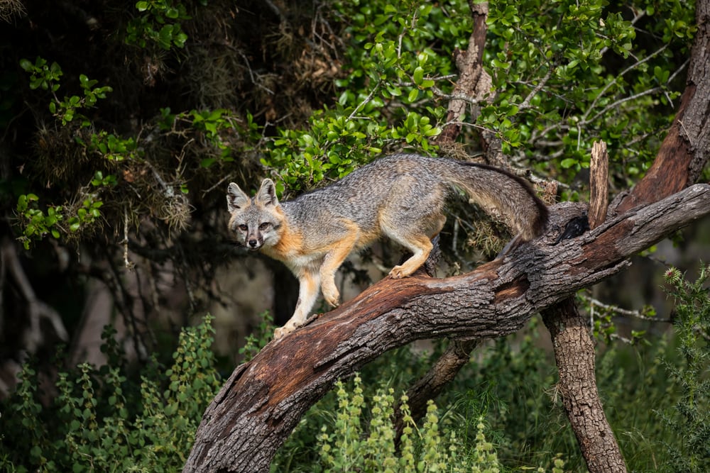 Gray fox walking on a tree