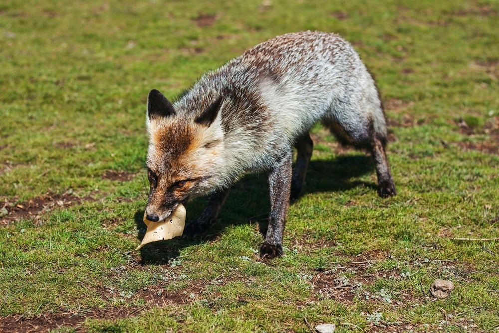 Gray fox holding cheese in its mouth