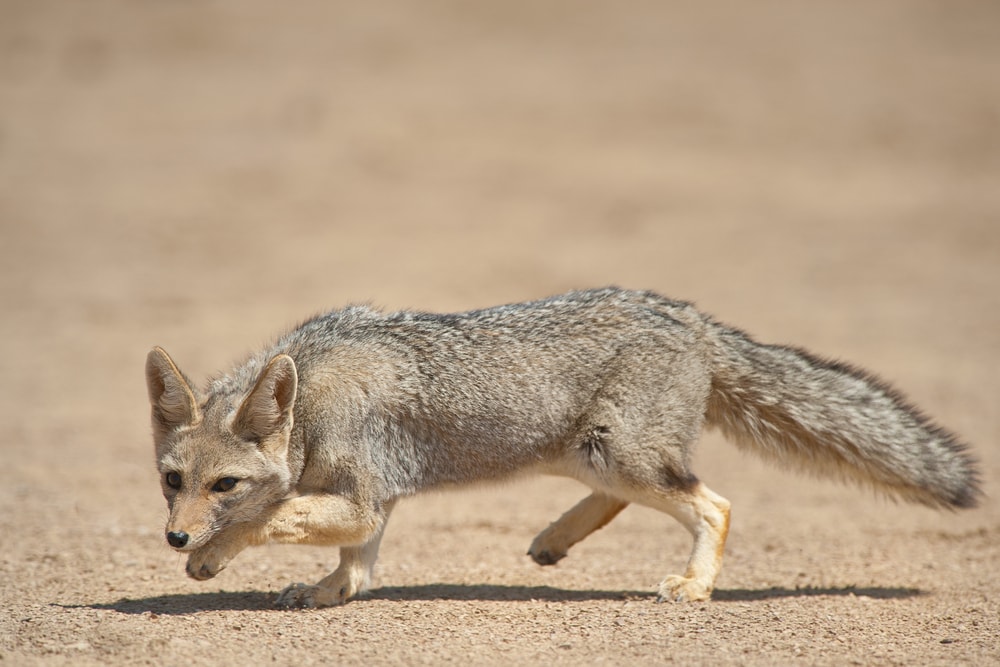 Gray fox sneaking on broad daylight