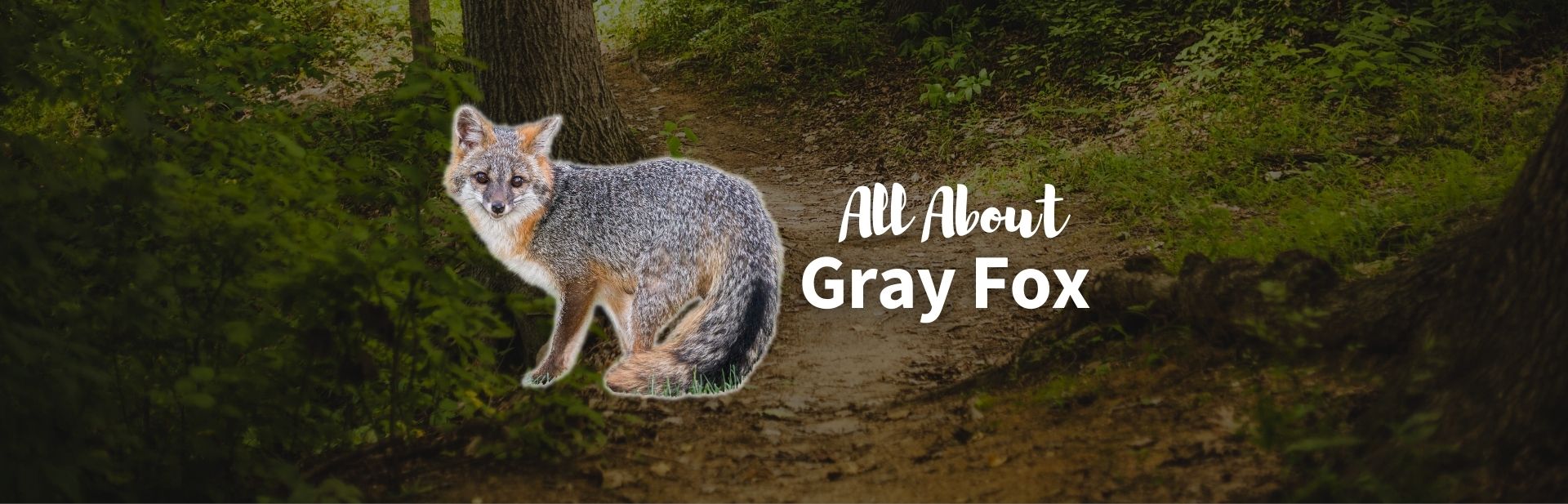 Gray Fox: The Elusive Tree Foxes of North America