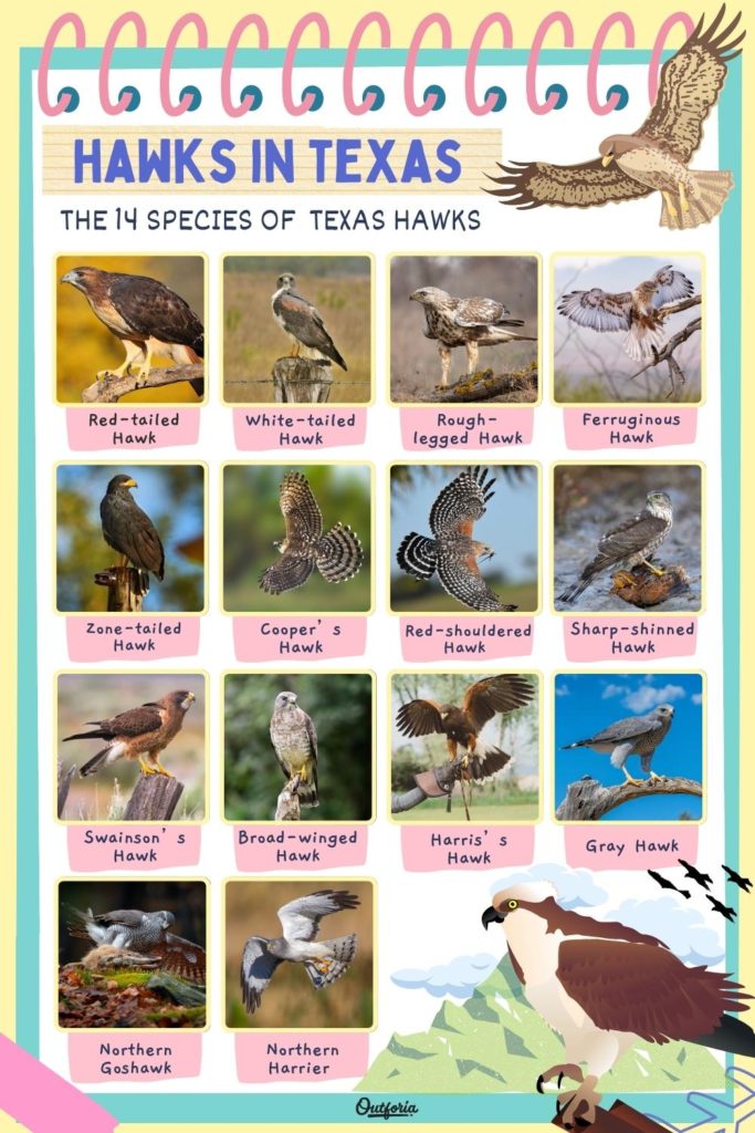 chart of the 14 species of hawks in Texas with images and names