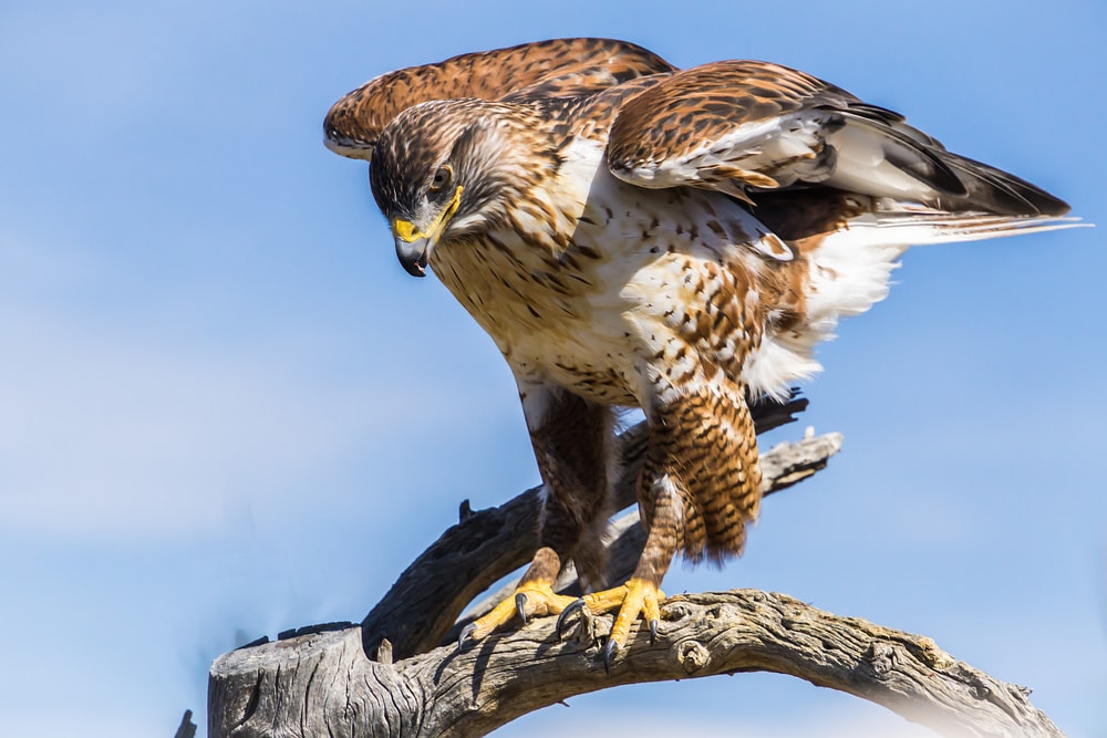 image of a Ferruginous Hawk  on a tree brnach