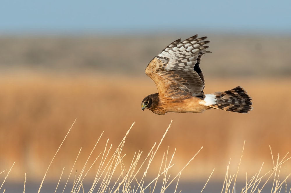 a Northern Harrier flying over a wet marshlands