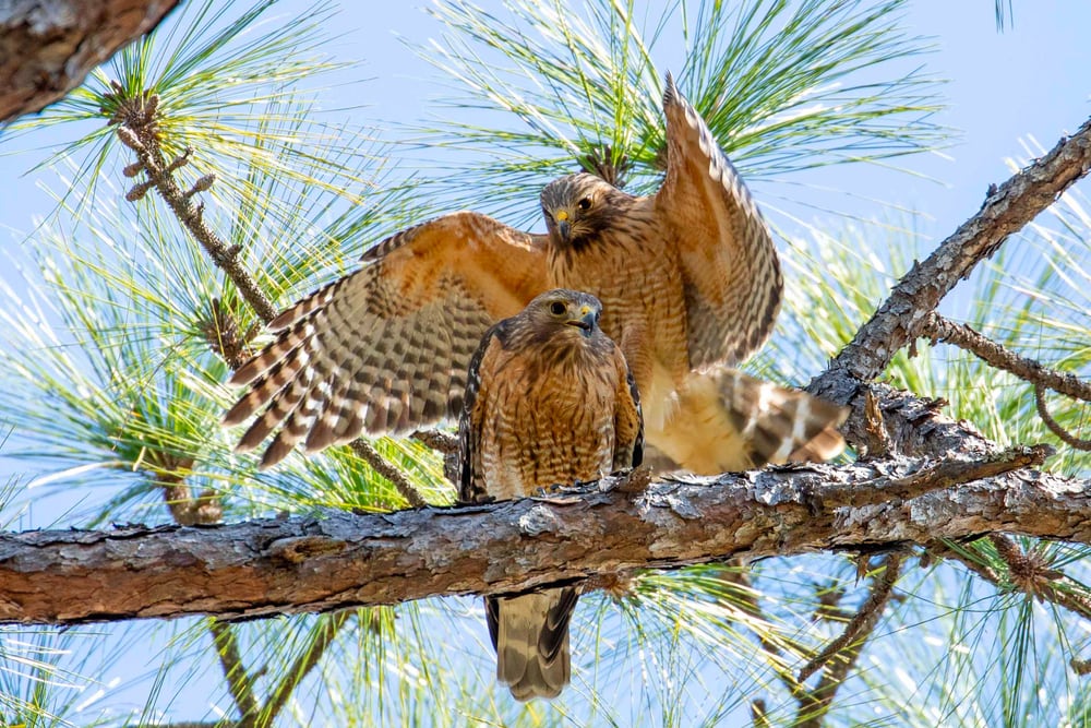 two broad winged hawks displaying a mating behavior in a cypress tree