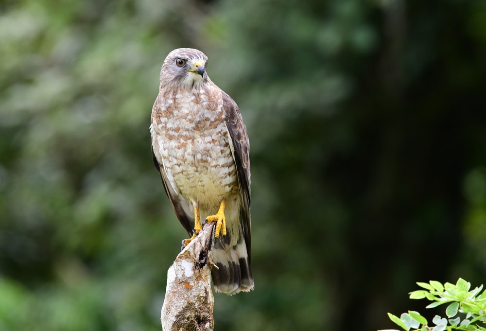 Broad-winged Hawk (Buteo platypterus) perched on a fence post