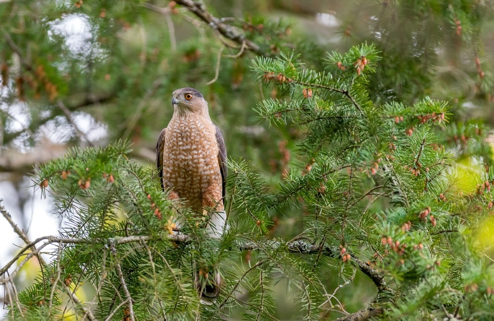 image of a male Coopers hawk perched on a tree looking for prey
