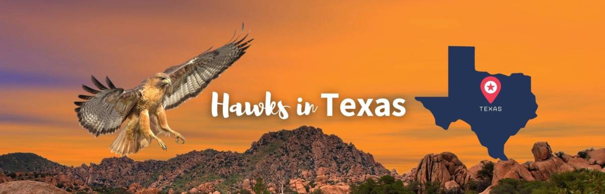 hawks in Texas featured image