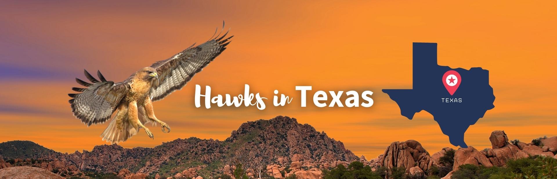 The 14 Species of Hawks in Texas and How You Can Spot Them