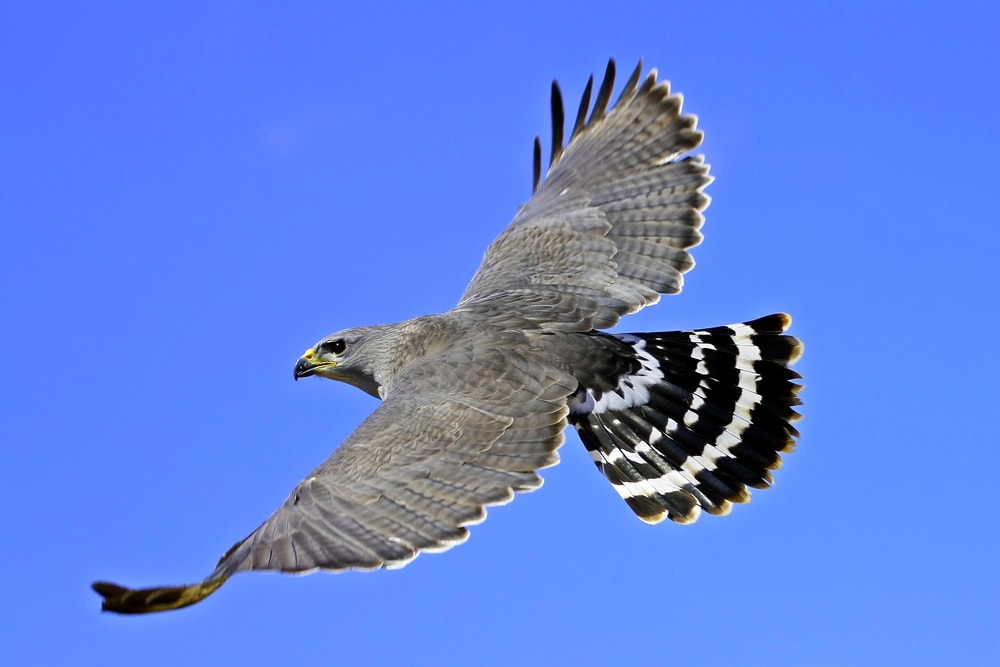 image of a gray hawk flying over the skies, displaying its plumage
