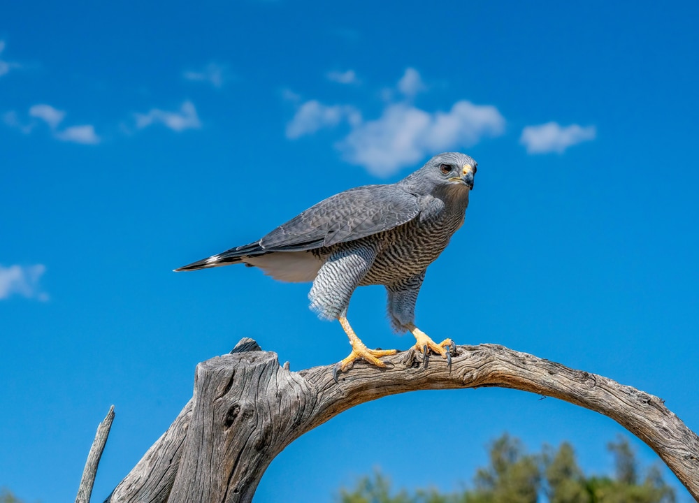 image of a gray hawk perched on a tree branch