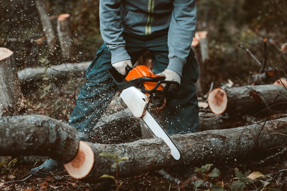 man cutting down an old tree with a chainsaw