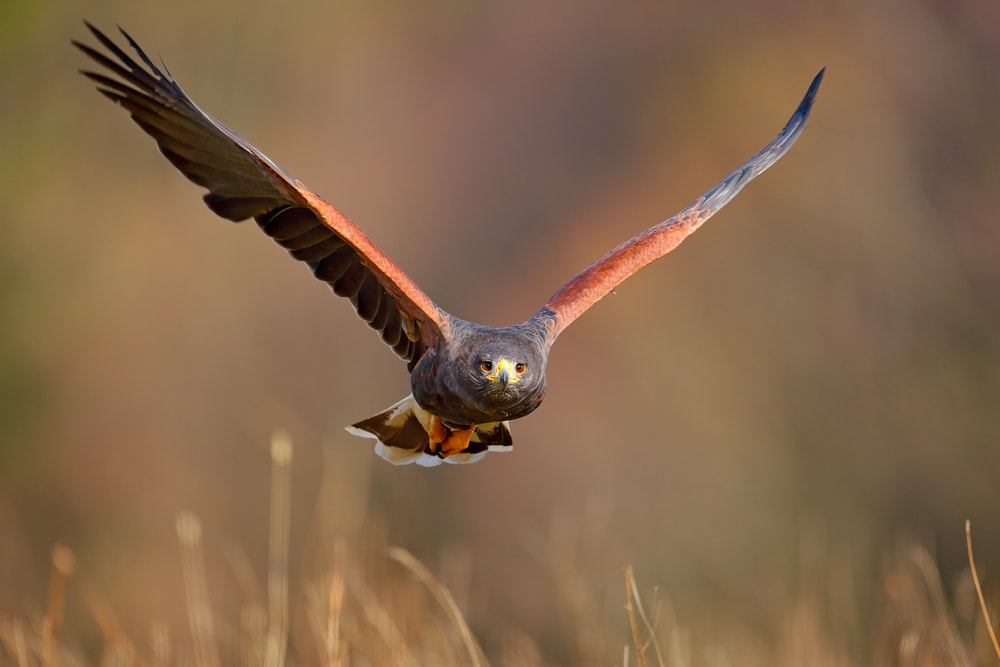 image of a Harris hawk flying over a meadow 