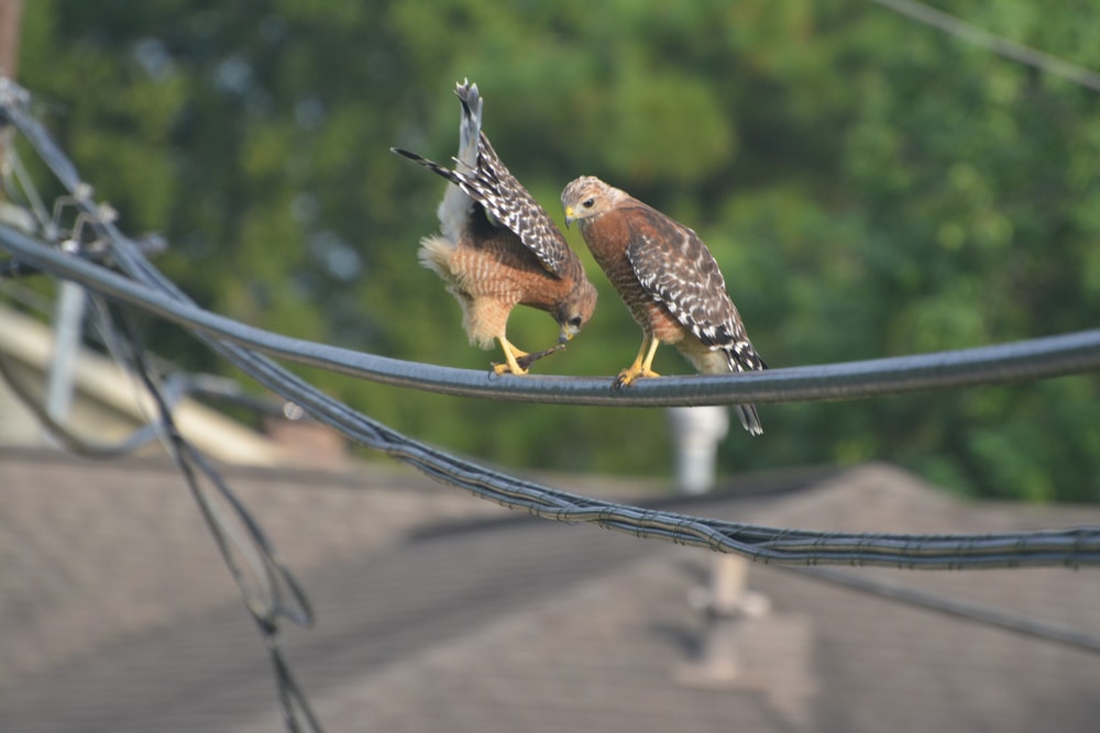 two red-shouldered Hawk on a powerline in Houston, Texas