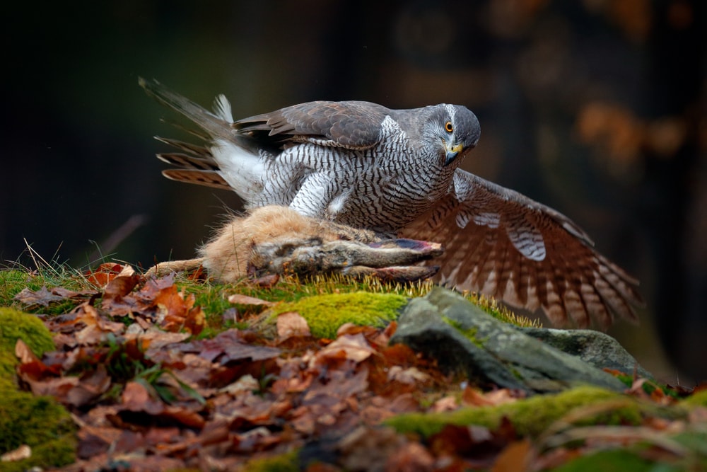 image of a Northern goshawk ready to feast on its hare prey