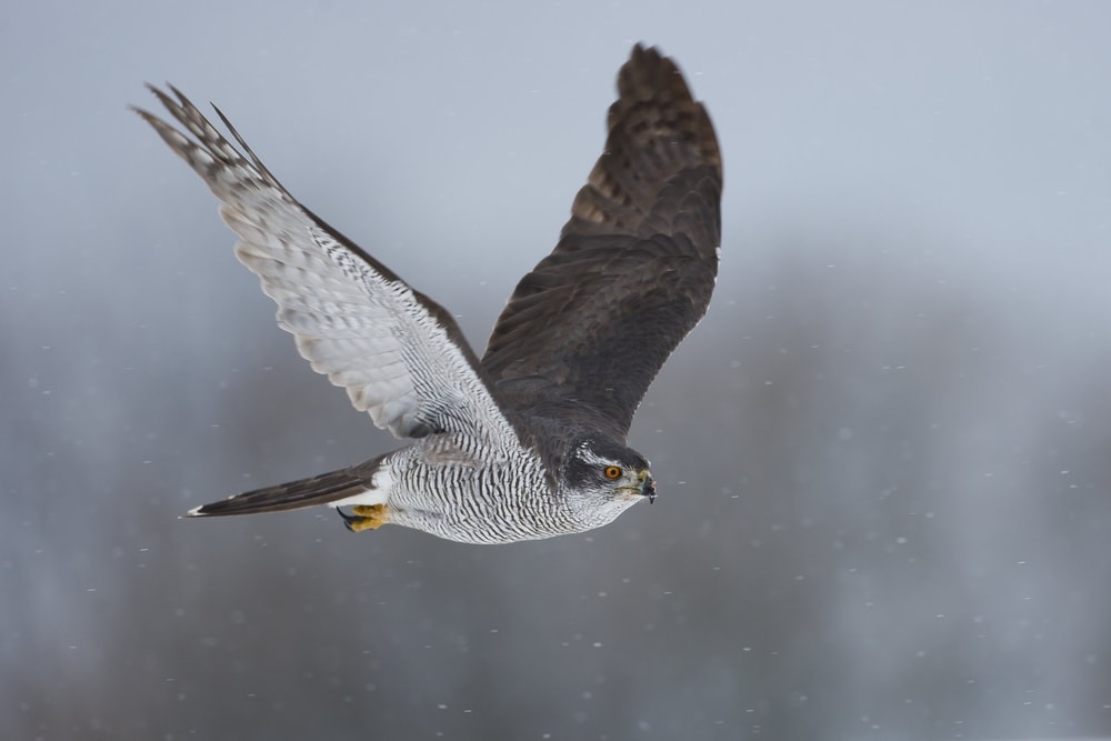 image of a Northern goshawk in flight during winter