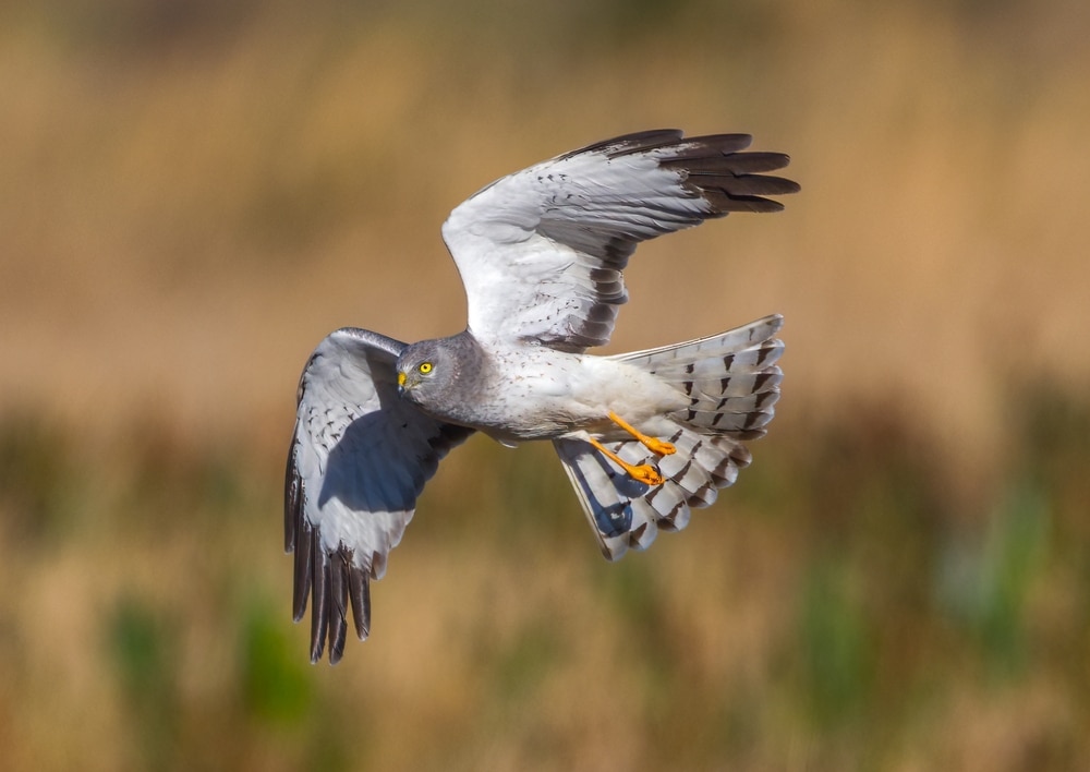 image of a male Northern harrier in flight showing its underwings