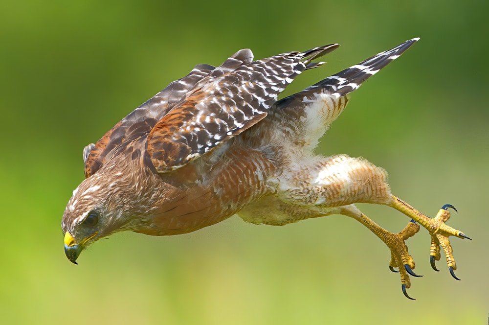 image of a red-shouldered hawk flying towards its prey