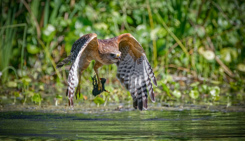 image of a Red shouldered hawk (Buteo lineatus) flying with food prey it caught over river in Florida