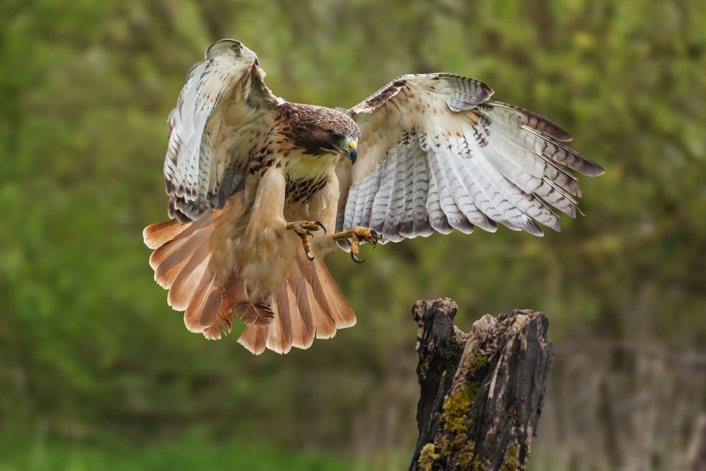 image of a red tailed hawk preparing to land on a tree stump