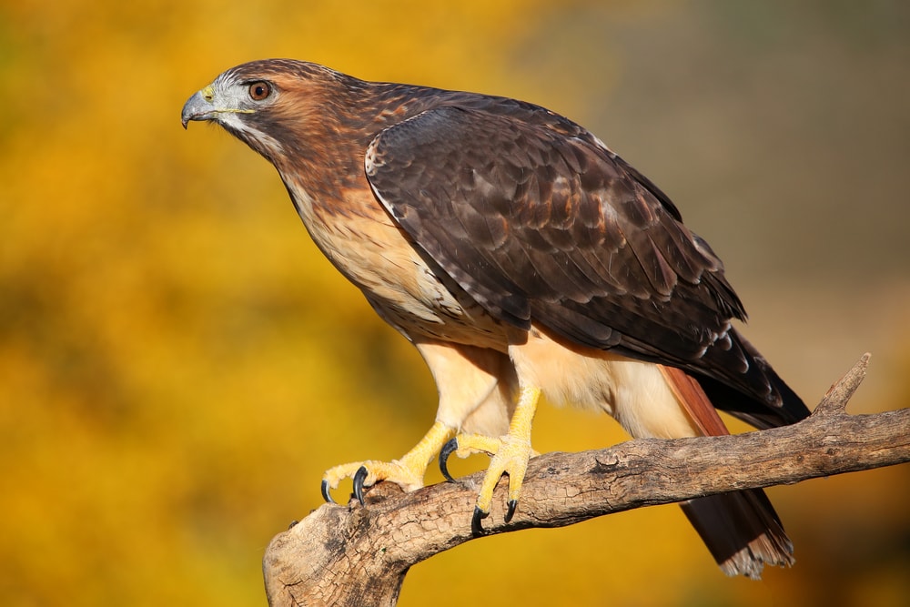 image of a red tailed hawk perched on a tree branch