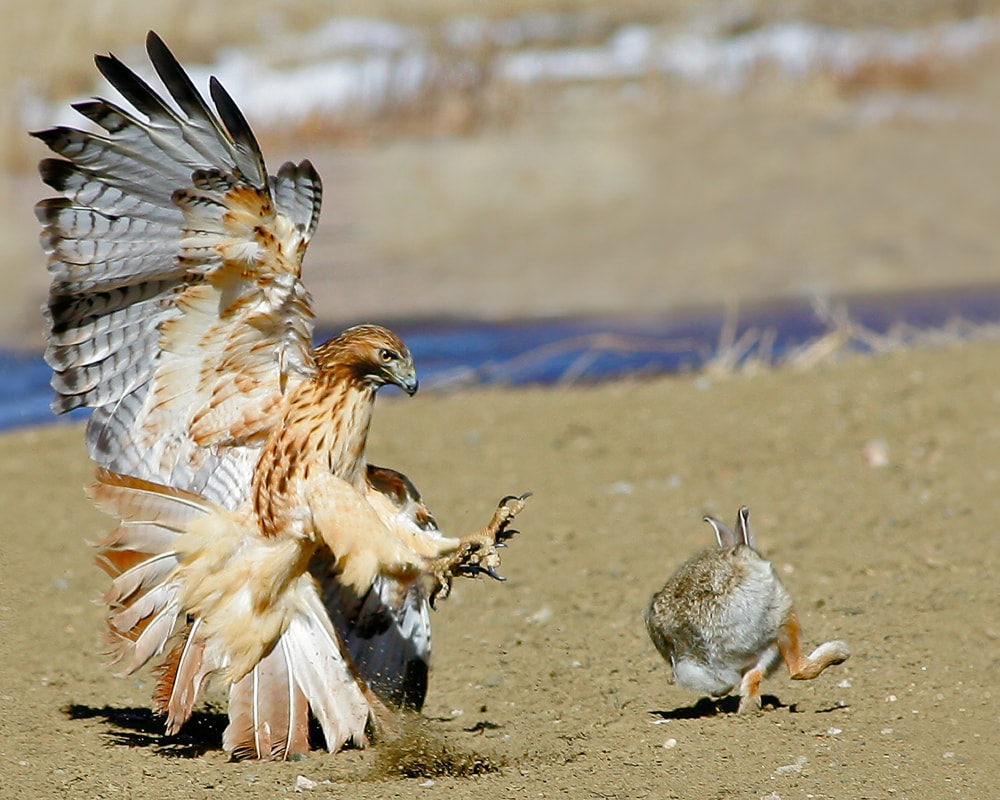 a red-tailed hawk capturing a rabbit 