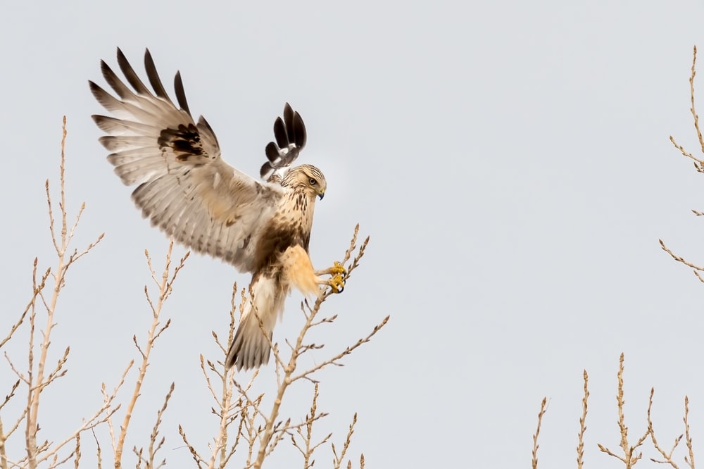 a rough legged hawks preparing to land on a small branch