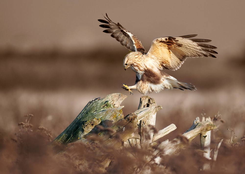 a rough-legged hawk in flight preparing to land on a tree branch