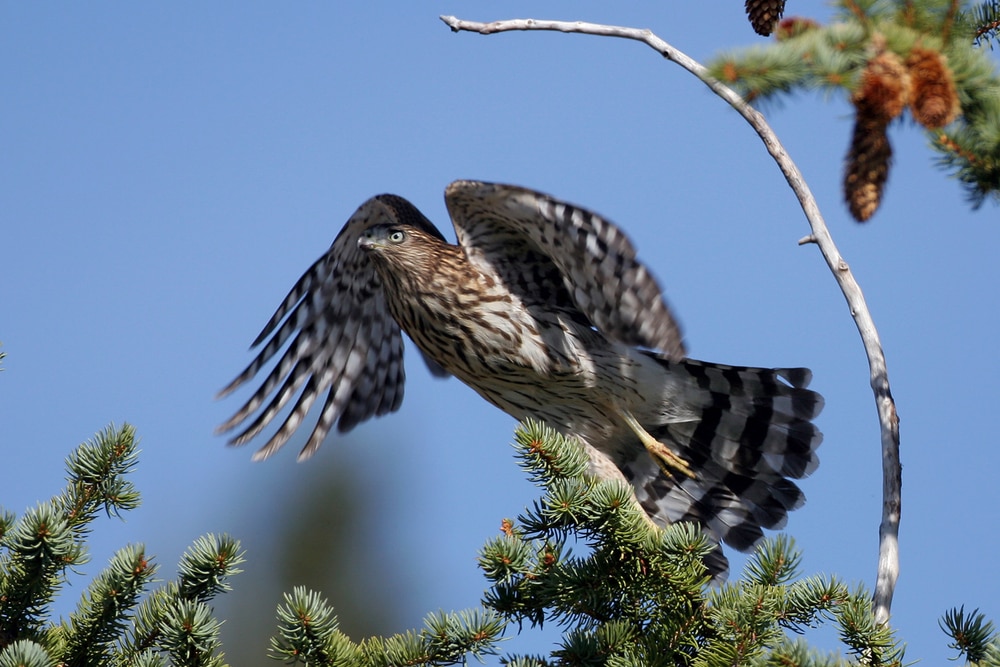 a sharp-shinned hawk perched on a coniferous tree opening its wings