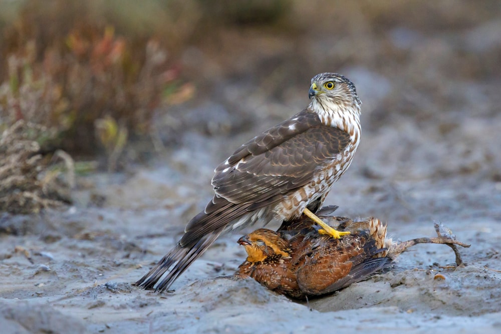 a sharp-shinned hawk (Accipiter striatus) standing on a caught prey  in Chambers County, Texas, USA,