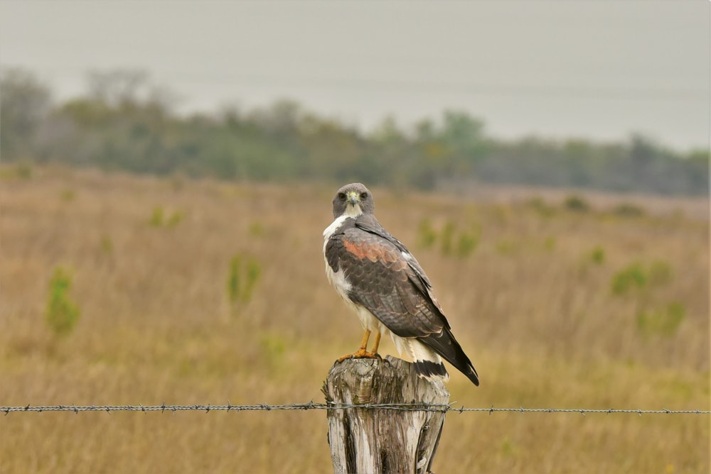 a white-tailed hawk or Geranoaetus albicaudatus sitting on top of a log