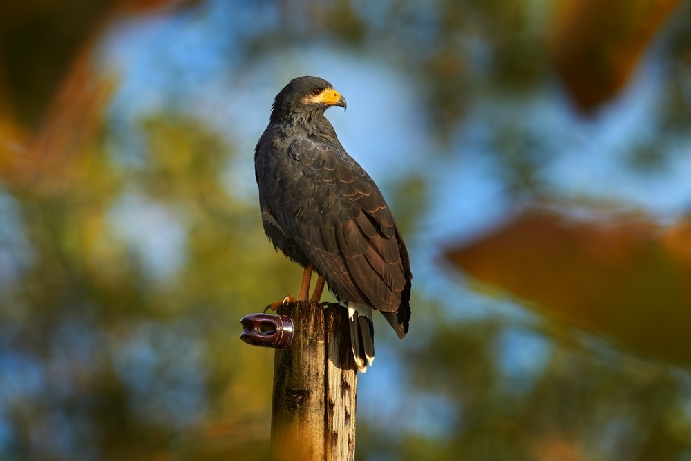 image of a Zone-tailed Hawk, Buteo albonotatua, bird of prey sitting on the electricity pole,