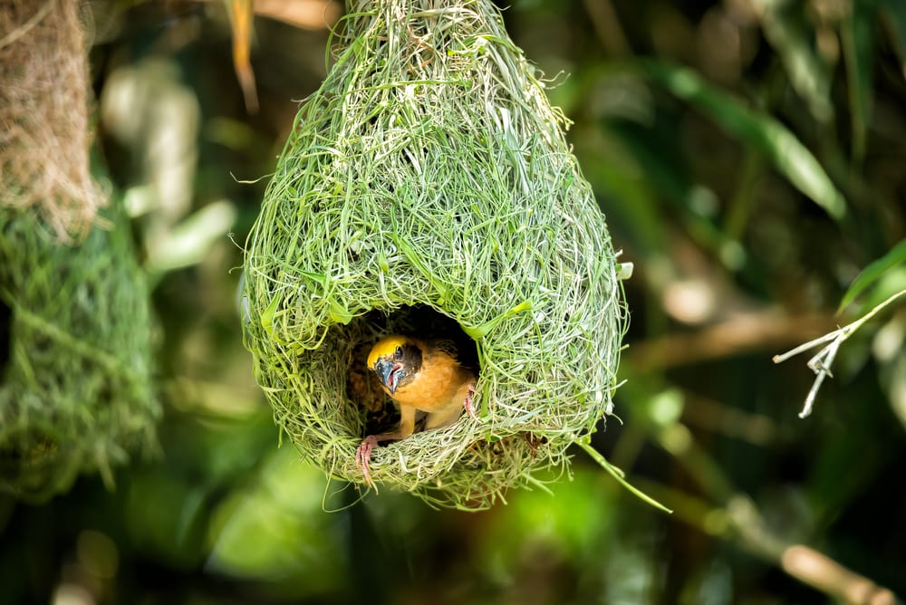 Yellow bird inside their nest