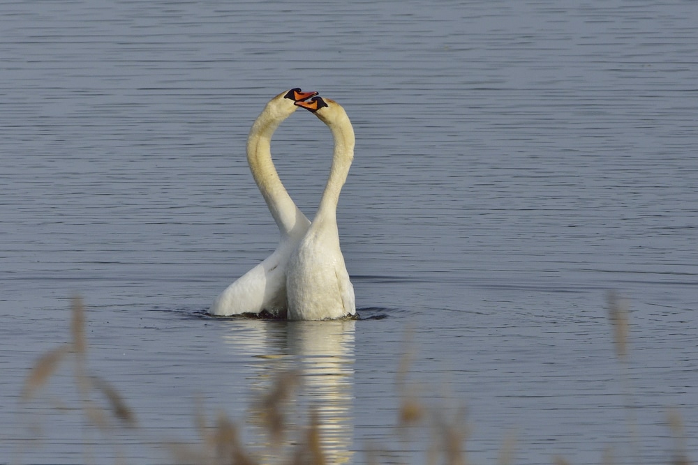 Two swan kissing each other on a lake