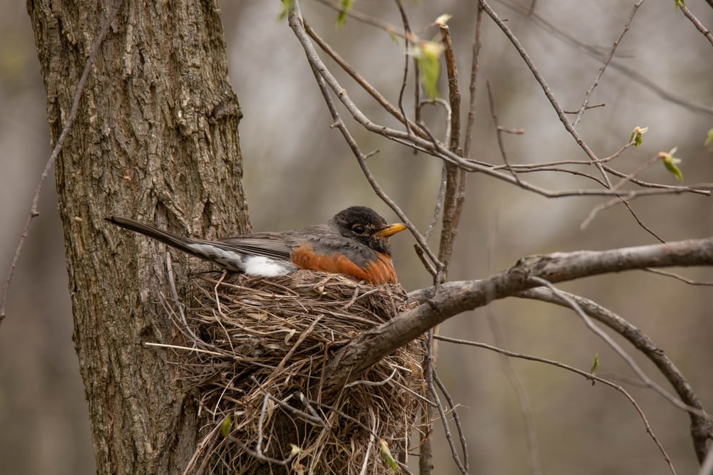 Bird resting on its nest on a tree