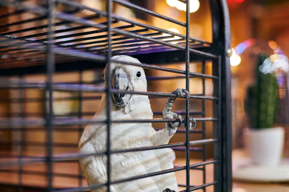 Parrot inside a cage