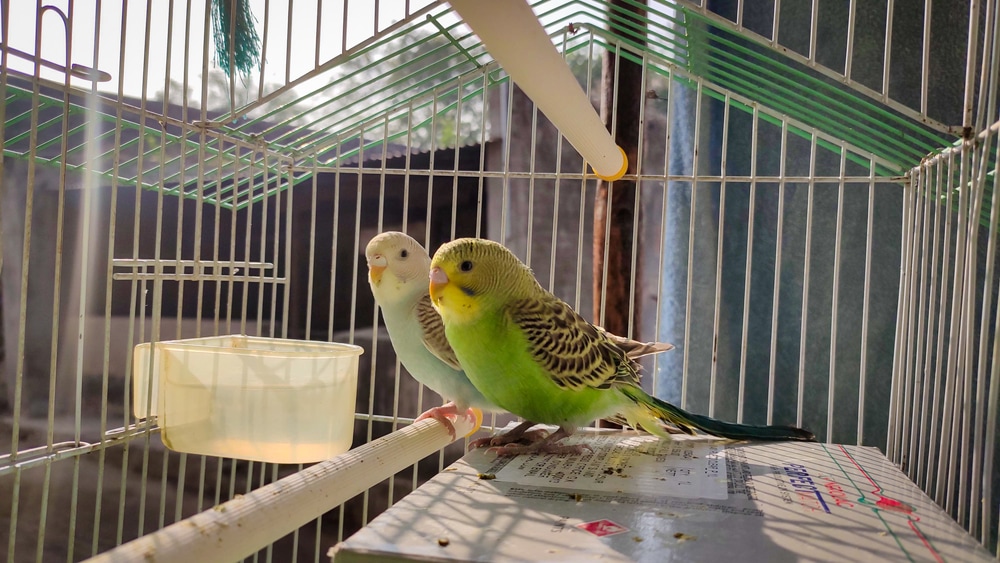 Two pet birds inside a cage