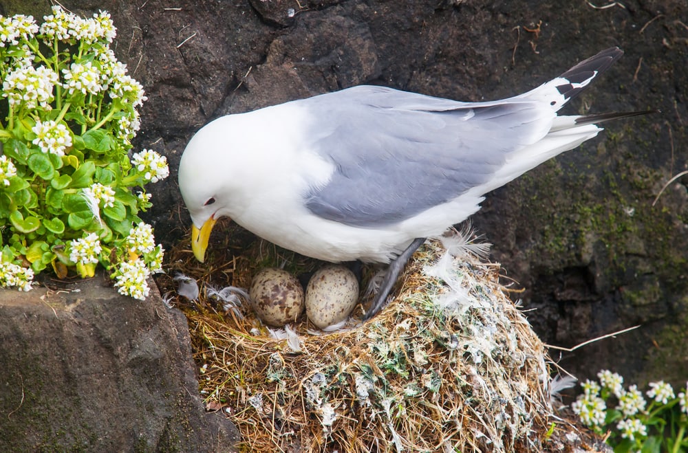 Bird watching its eggs on a nest