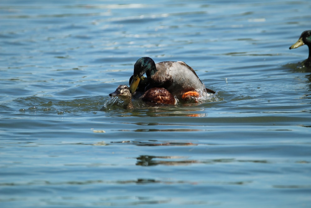 Two birds mating on a lake