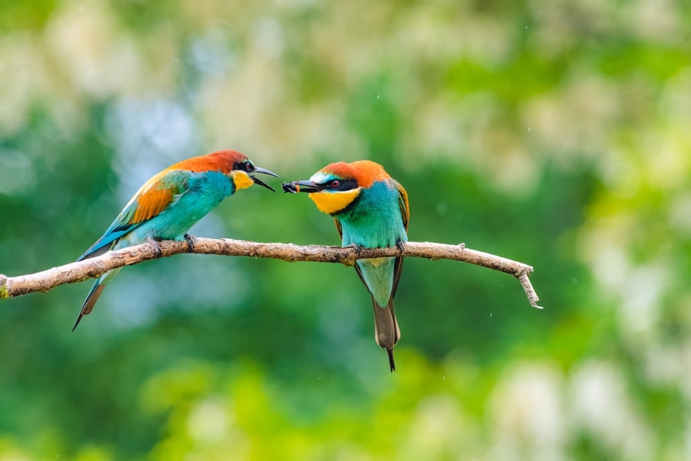 Two birds sharing food on a wood