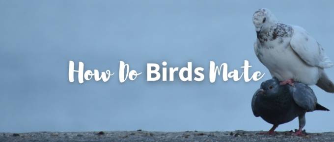 How do birds mate featured image
