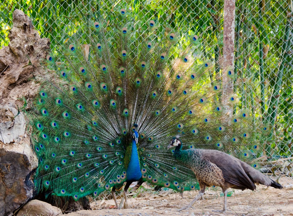Peacock showing off its tails