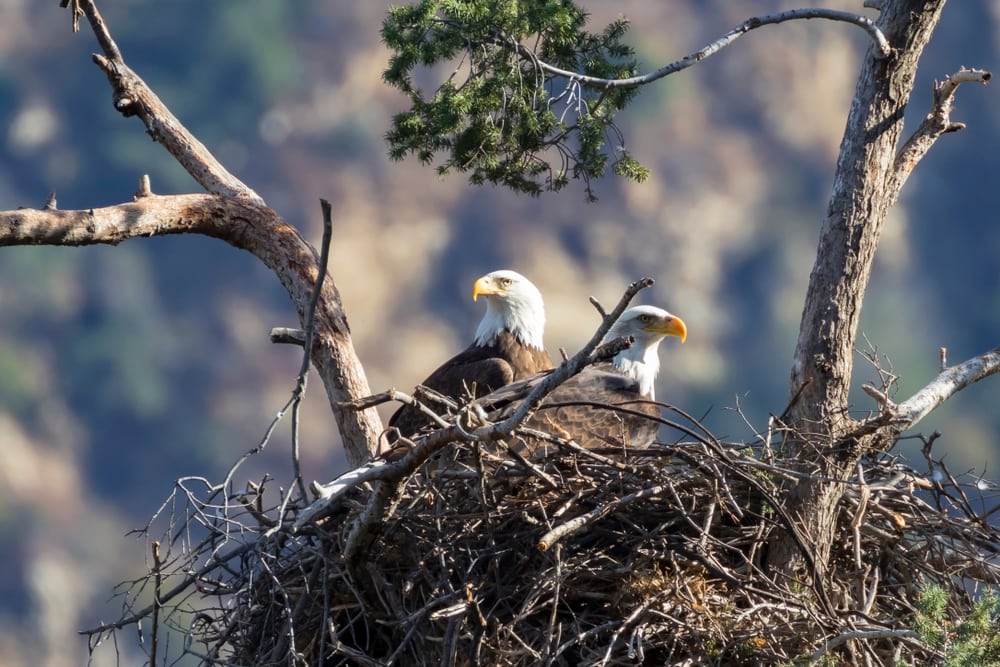 Eagle standing on its nest