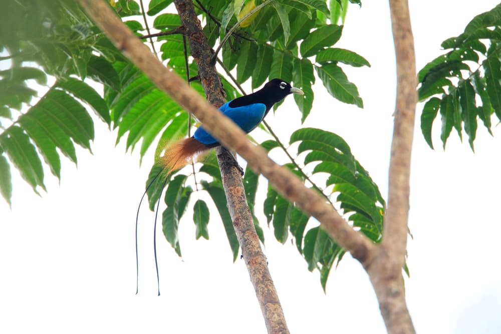 Blue bird standing on a tree